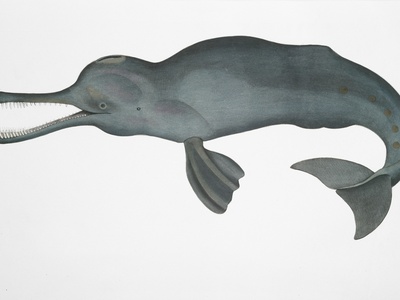 Ganges river dolphin