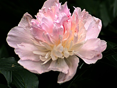 Garden peony