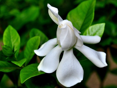 Gardenia (cape jasmine)