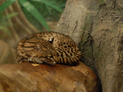 Geoffroy's cat
