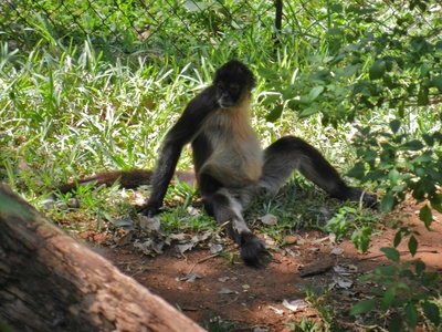 Geoffroy's spider monkey
