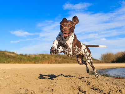 German Shorthaired Pointer