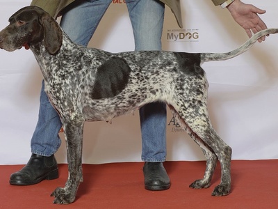 German Shorthaired Pointer