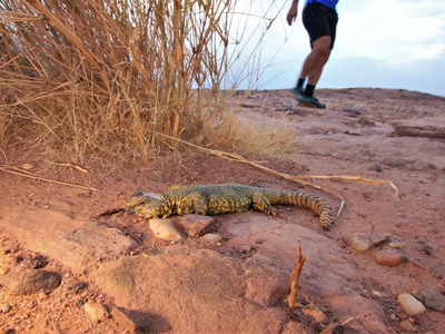 Geyr's spiny-tailed lizard