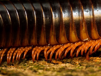 Giant African millipede