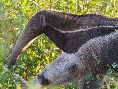 Giant anteater