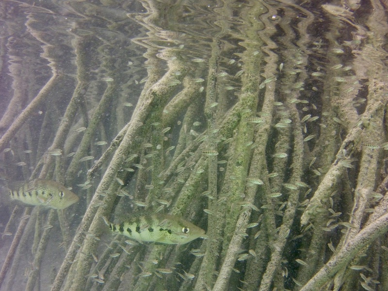 Fish Of The Democratic Republic Of The Congo - Flora Fauna Fun