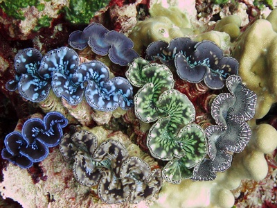Giant clams