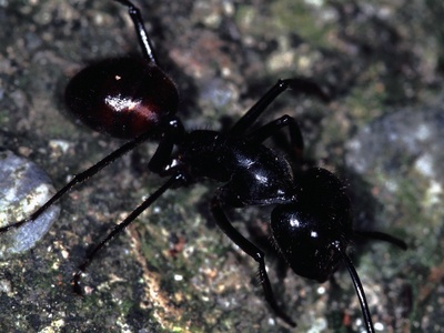 Giant forest ant