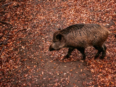 Giant forest hog