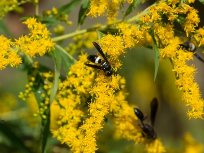 Giant goldenrod