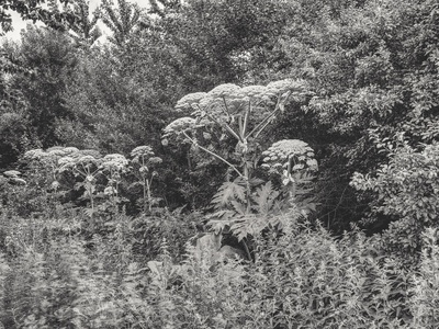 Giant hogweed