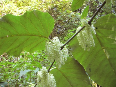 Giant knotweed