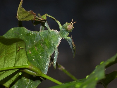 Giant leaf insect