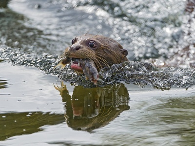 Giant otter