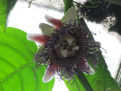 Giant passionflower