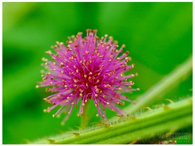 Giant sensitive plant