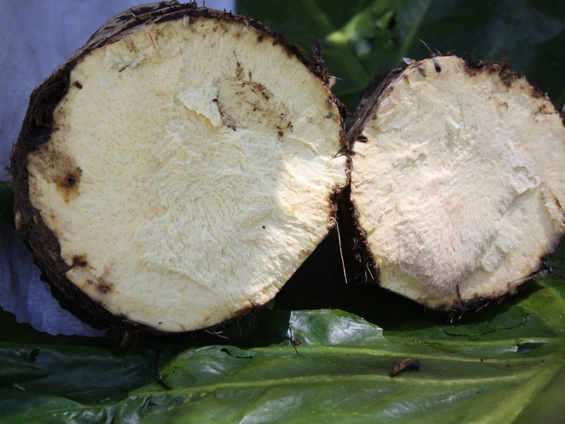 Dawa Tree Plants of Fiji: The Complete List - Flora Fauna Fun