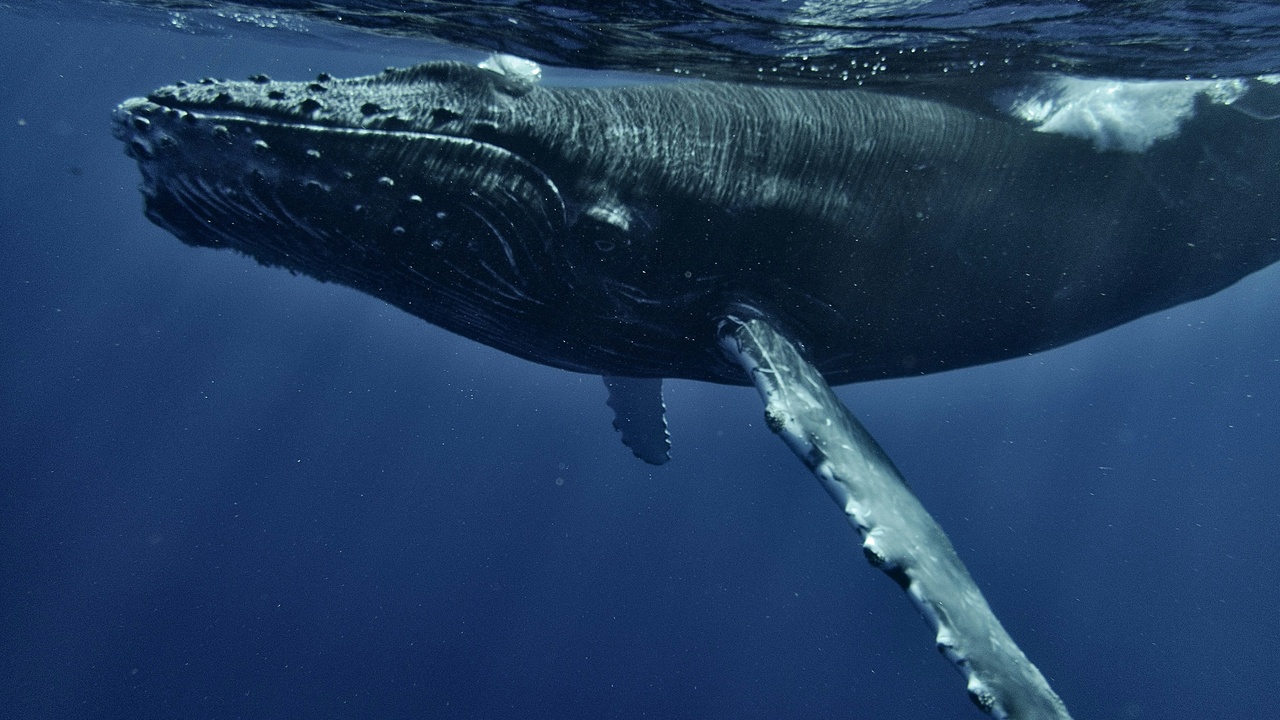 Aerial view of baleen whales surfacing in a pod