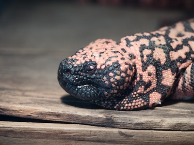 Gila monster