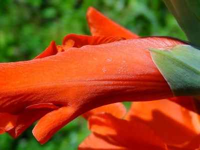 Gladiolus (garden gladiolus)