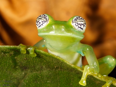 Glass frog