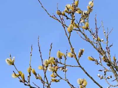 Goat willow