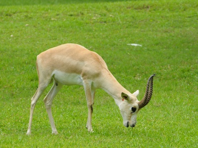 Goitered gazelle