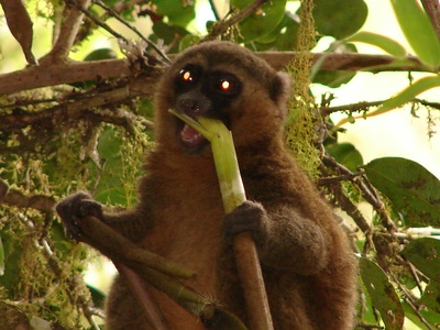 Golden bamboo lemur