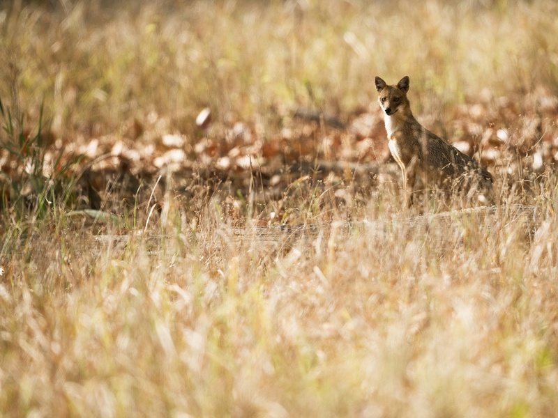 List of Libya's Native Animals - Flora Fauna Fun