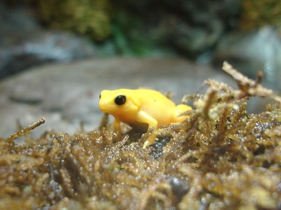 Golden mantella