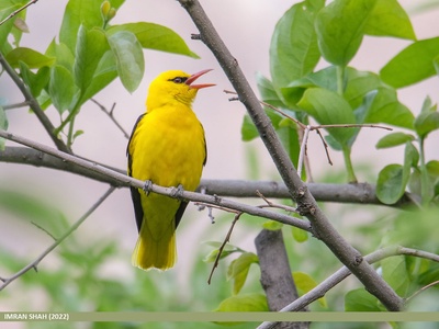 Golden Oriole