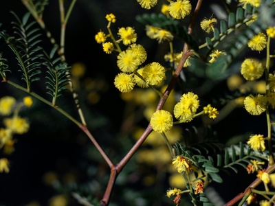 Golden wattle