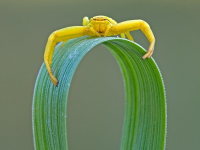 Goldenrod crab spider
