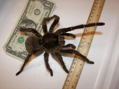 Goliath birdeater