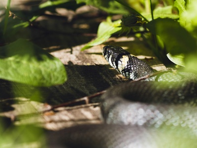 Grass snake