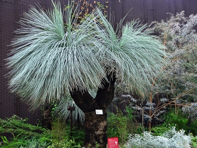 Grass tree