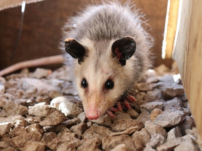 Gray four-eyed opossum