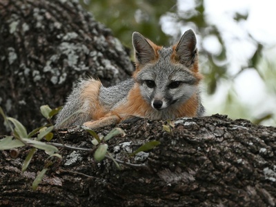 Gray fox