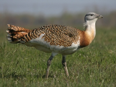 Great bustard