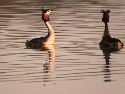Great crested grebe