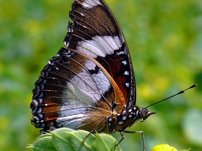 Great Eggfly