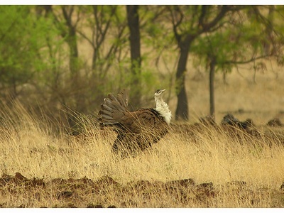 Great Indian bustard