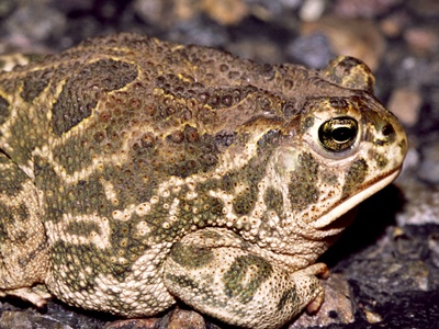 Great Plains Toad