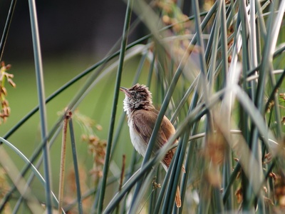 Great Reed Warbler