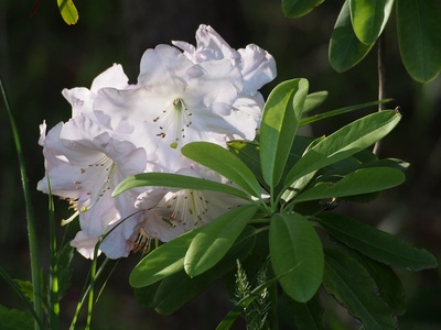 Great rhododendron