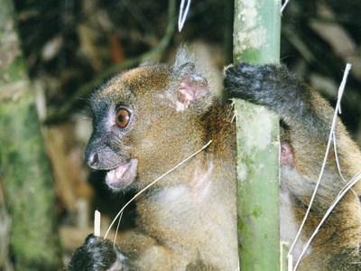 Greater bamboo lemur