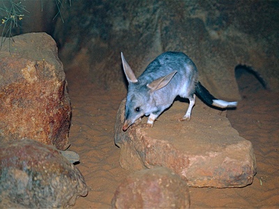 Greater bilby