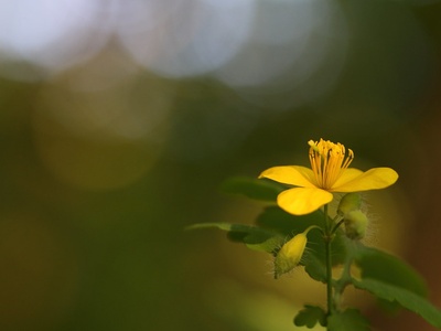 Greater Celandine