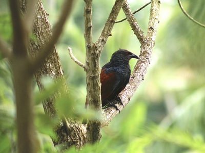 Greater Coucal